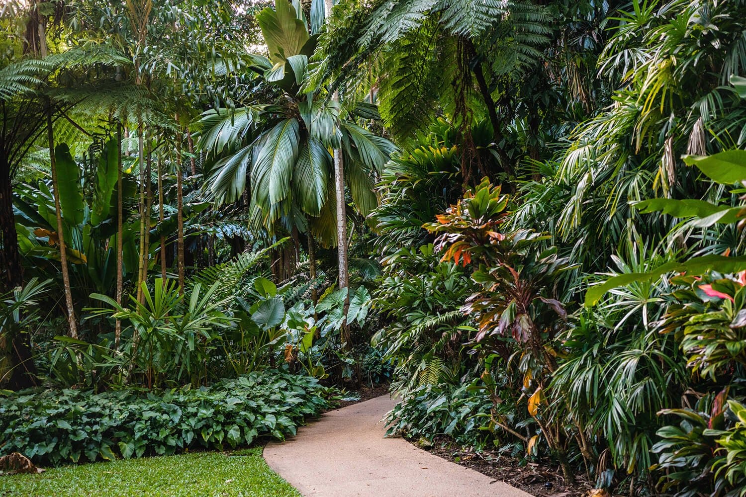 Visit the Cairns Botanic Gardens: Exploring the diverse flora of the Cairns Botanic Gardens.