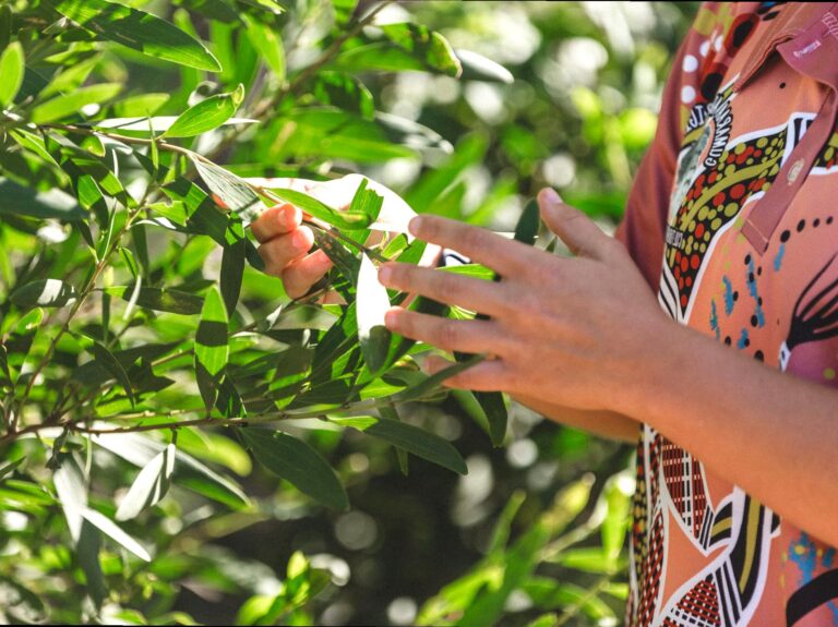 Bush Tucker and Medicinal Plants Tour: Learning about bush tucker and medicinal plants.