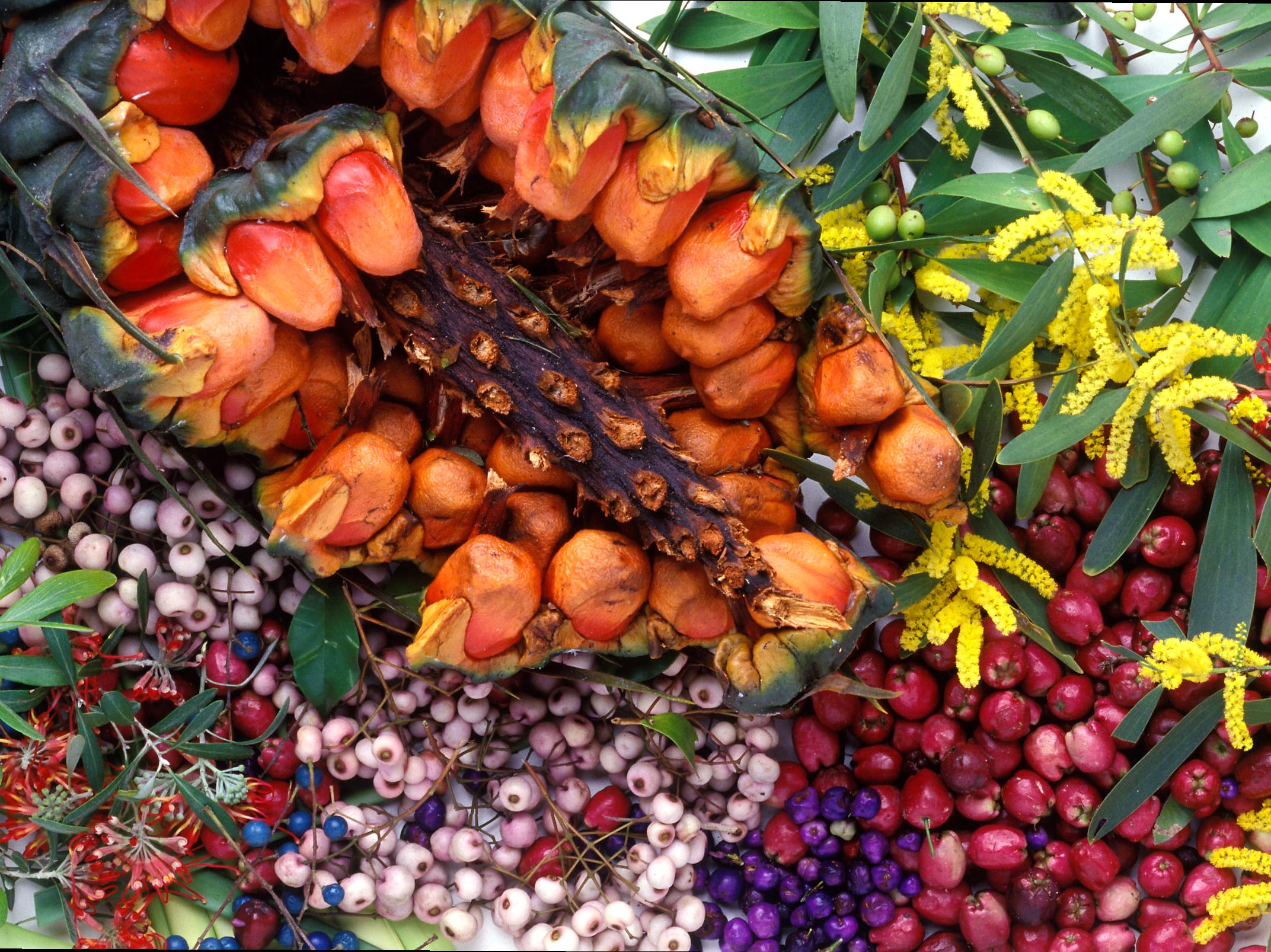 Discovering Edible and Medicinal Flora in the Bush