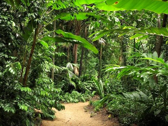 Uncovering the Unique Botanical Wonders of Cairns Botanic Gardens