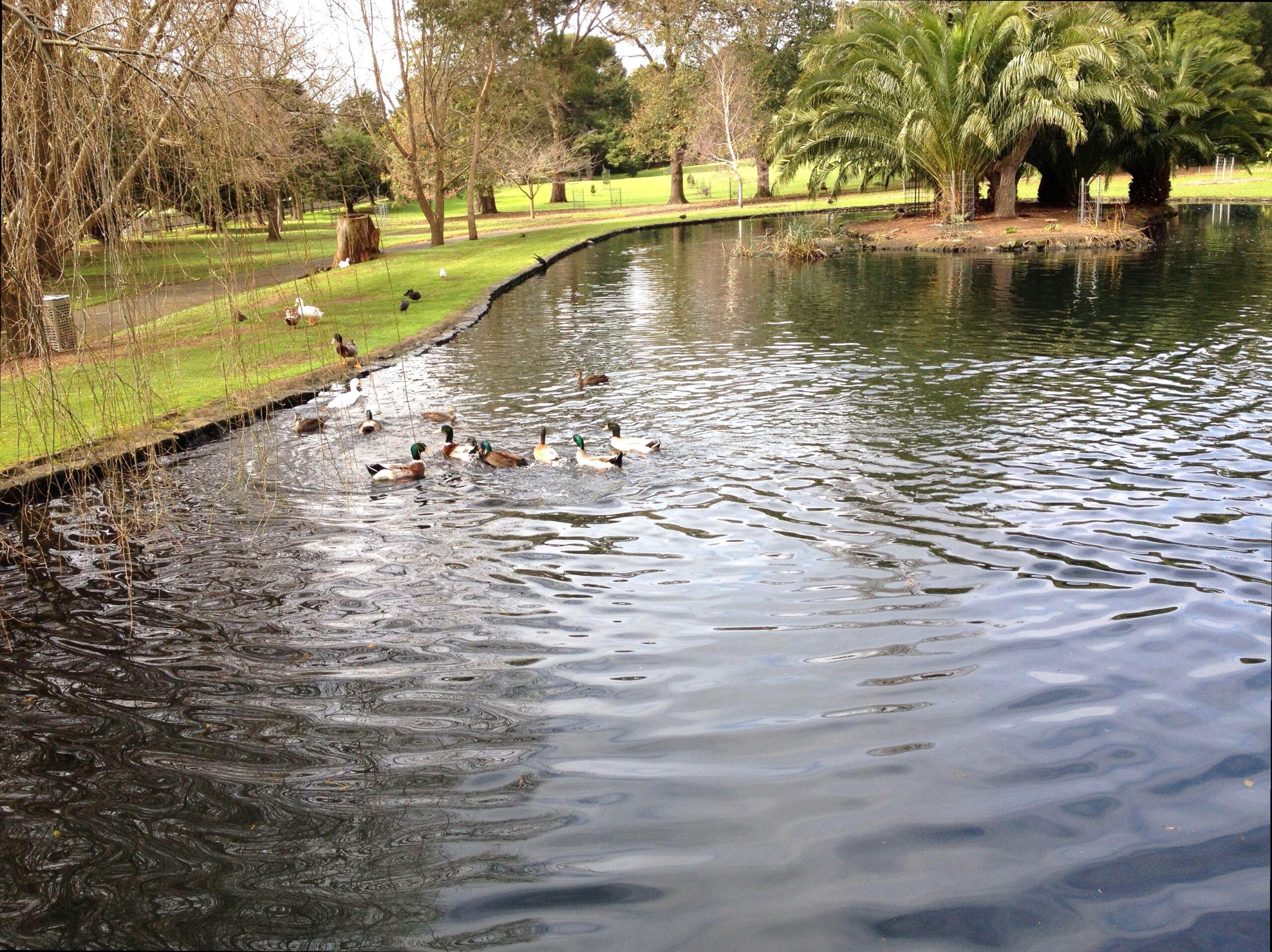 Birdwatching at Lake Pertobe: Avian Observation