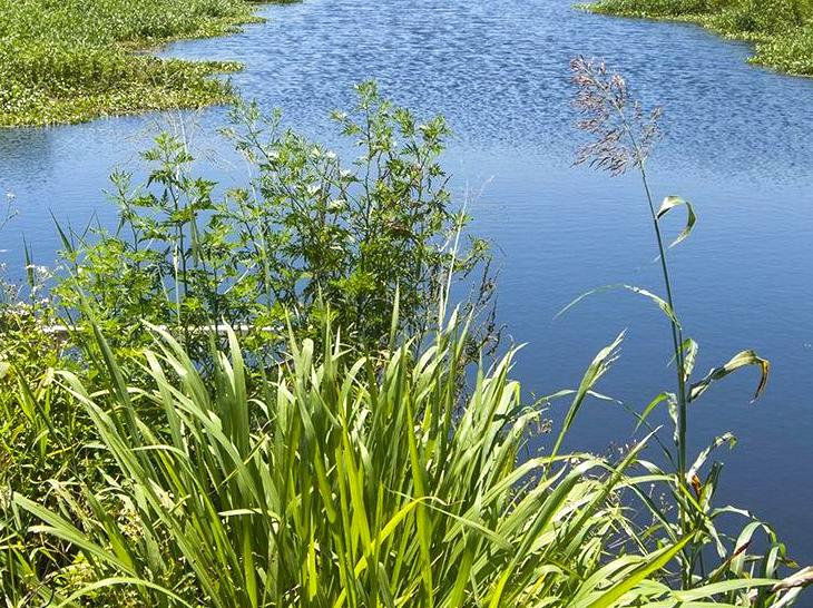 Birdwatching Adventures at Lake Pertobe